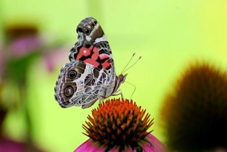 American Lady Butterfly photo