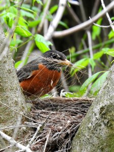 American Robin building nest