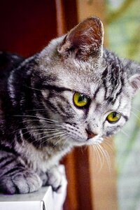 Kitty meng chong cute