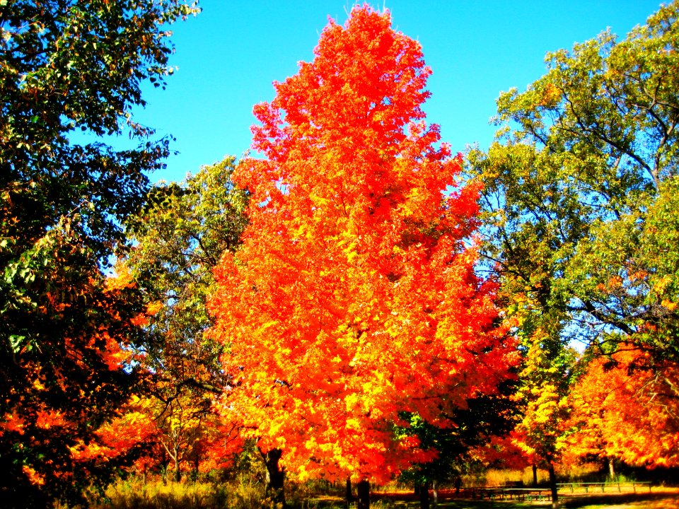 flaming tree