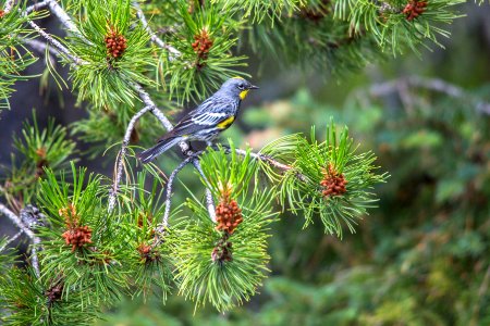 Yellow-rumped Warbler - Setophaga coronata
