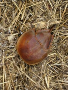 Horseshoe crab shell on the beach at Monomoy