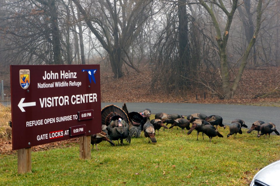 Photo of the Week - Turkeys (PA)