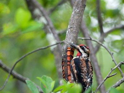 Yellow-bellied Sapsucker