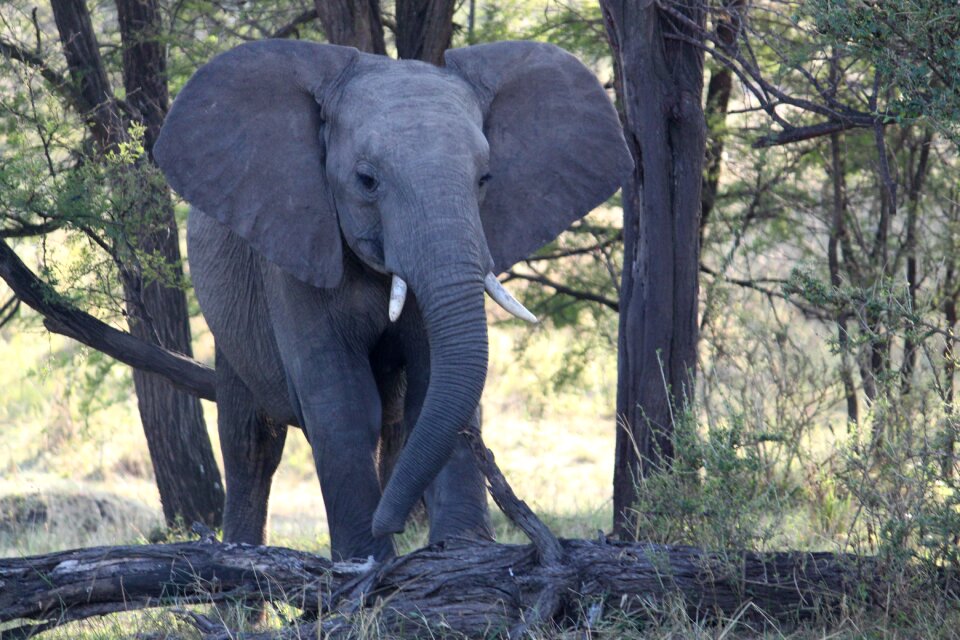 Africa safari serengeti