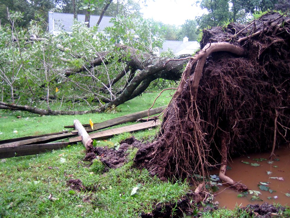 Photo of the Week - Tree uprooted by Hurricane Irene (NJ)