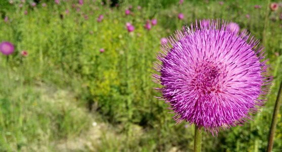 Floral spring plant