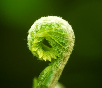 Fern Fiddlehead photo