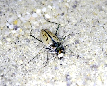 Northeastern beach tiger beetle