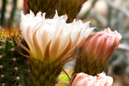 White pink plant photo