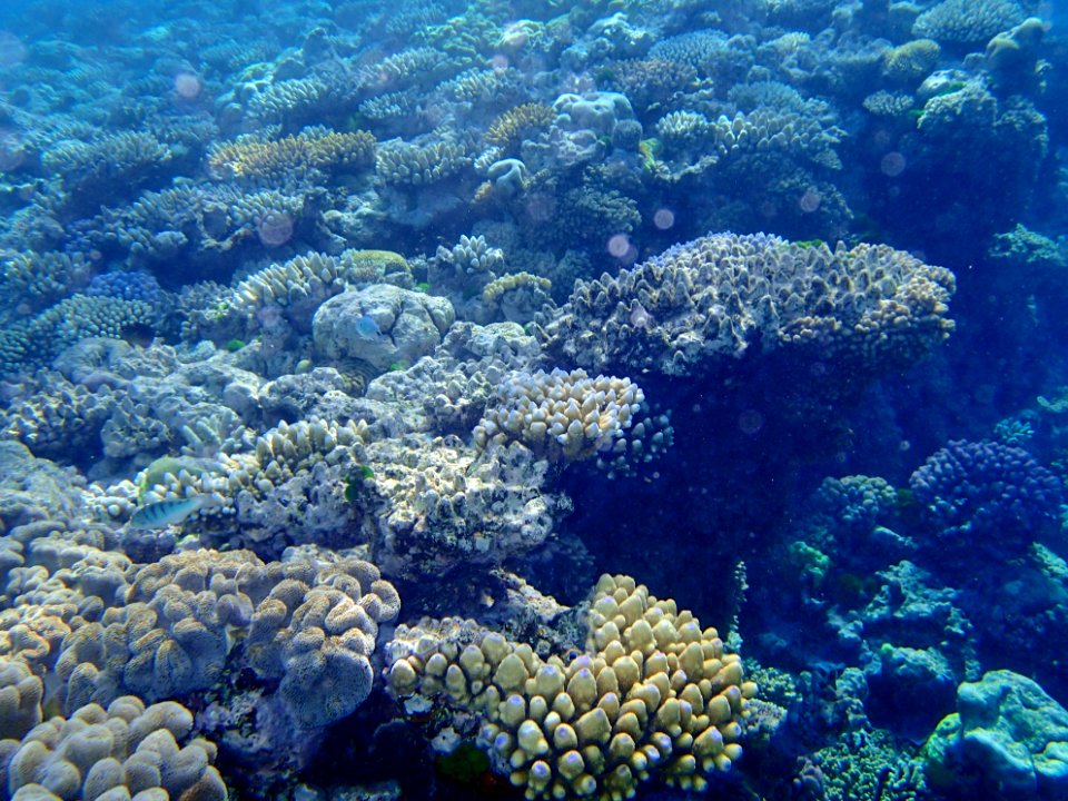 GreatBarrierReef CoralGarden 10 20190918