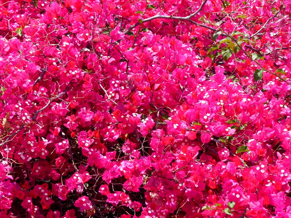 Deck pink flower spring