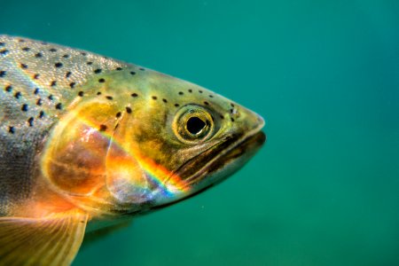 Cutthroat Trout