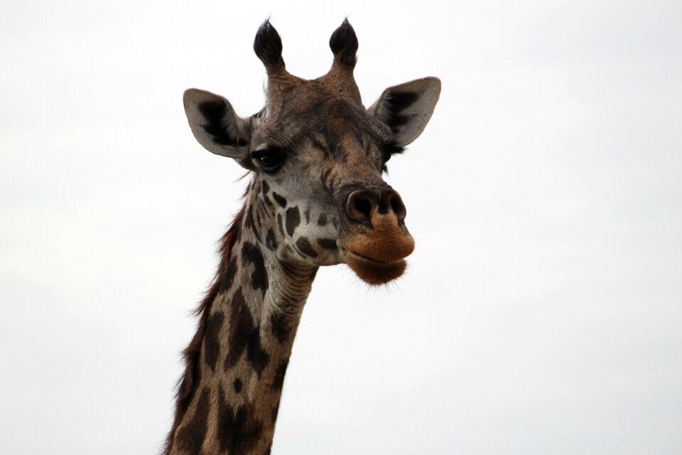 Africa safari serengeti