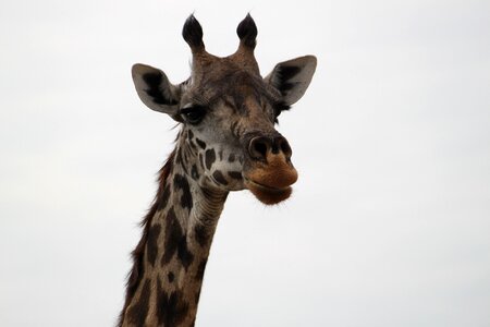 Africa safari serengeti