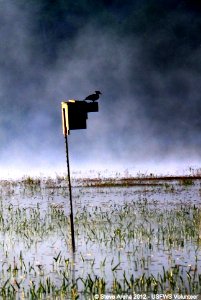 Hooded Merganser (Lophodytes cucullatus) hen greeting dawn from atop her nest box, Great Meadows NWR, Concord, MA photo