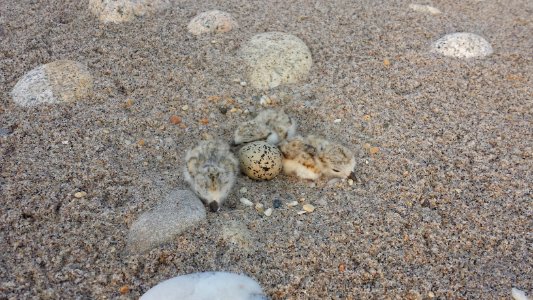 Piping plover chicks and eggs photo