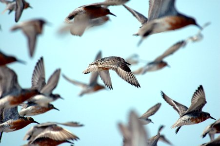 Red Knot in Flight photo