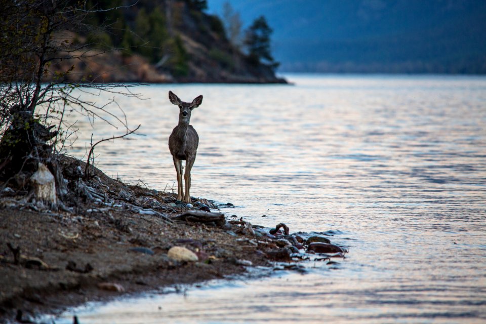 Mule Deer Along Lake McDonald