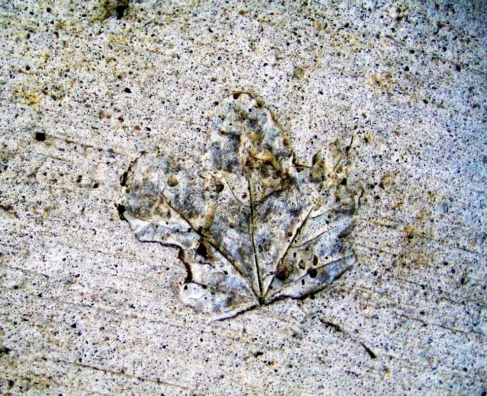modern urban fossil