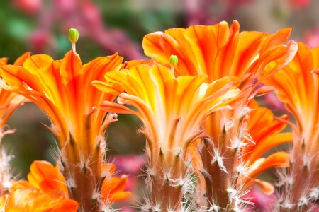 Orange yellow plant