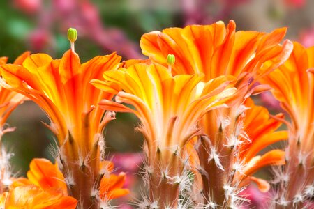 Orange yellow plant photo