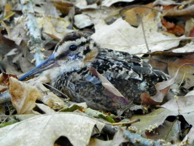 Woodcock on Nest at Rachel Carson National Wildlife Refuge