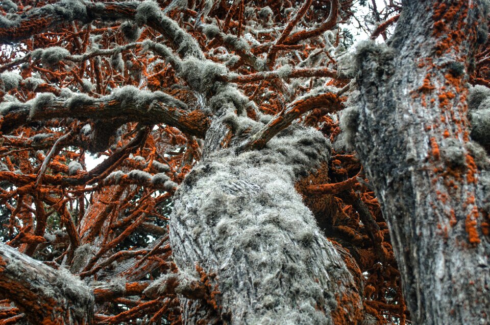 Vegetation plant lichen