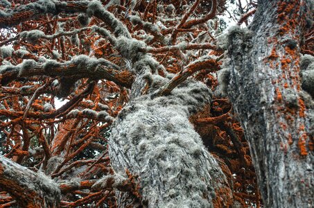 Vegetation plant lichen photo