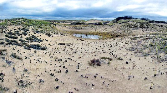 Dunes at Parker River National Wildlife Refuge photo