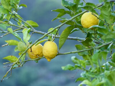 Agriculture trees organic