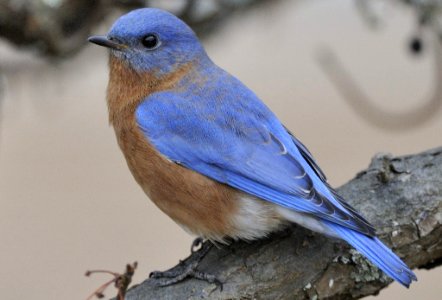 Photo of the Week - Eastern Bluebird (MA) photo