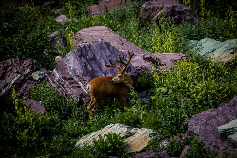 Mule Deer Buck photo