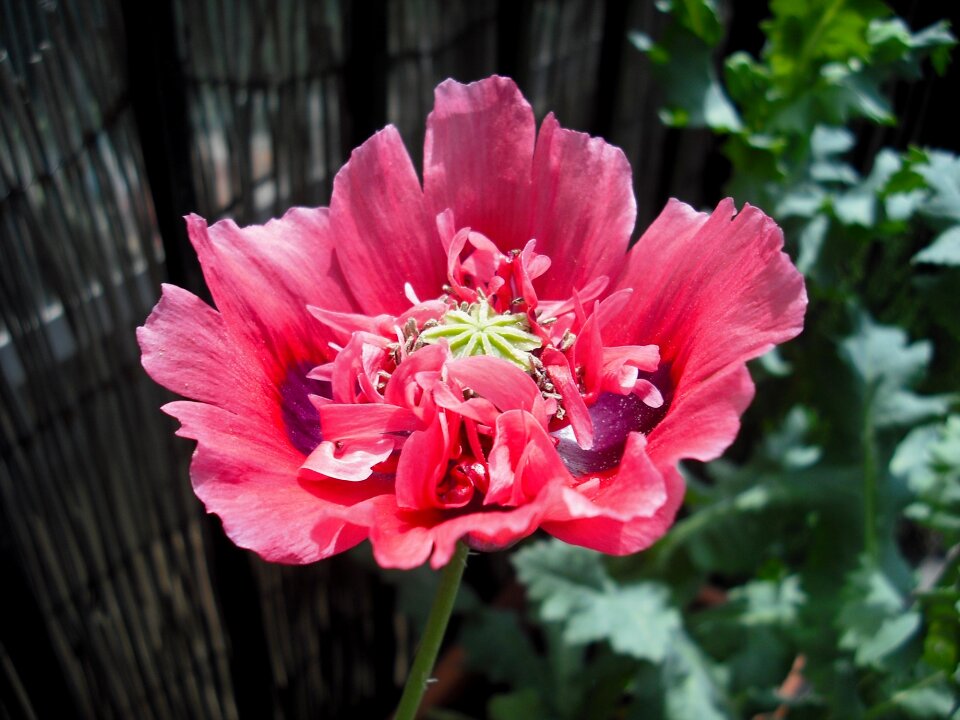 Floral bloom plant