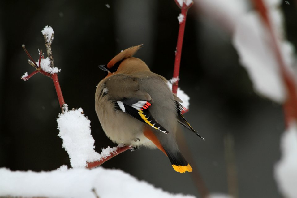Bohemian Waxwing (Bombycilla garrulus)
