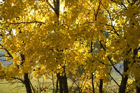 Autumn slovakia foliage