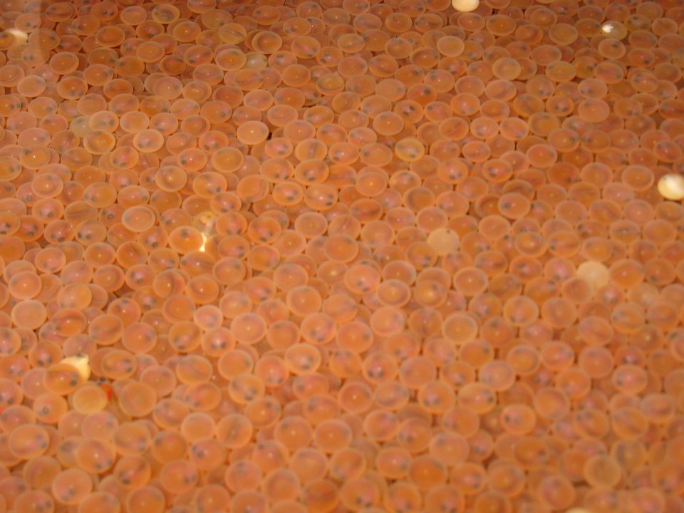 Lake trout eyed-eggs