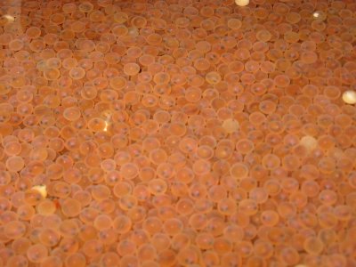 Lake trout eyed-eggs photo