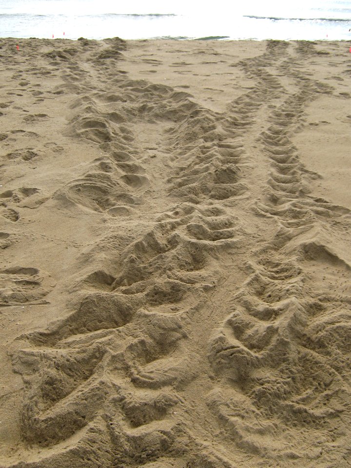 Sea turtle crawl