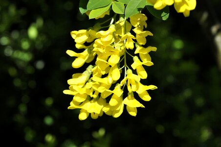 Flowers yellow nature photo