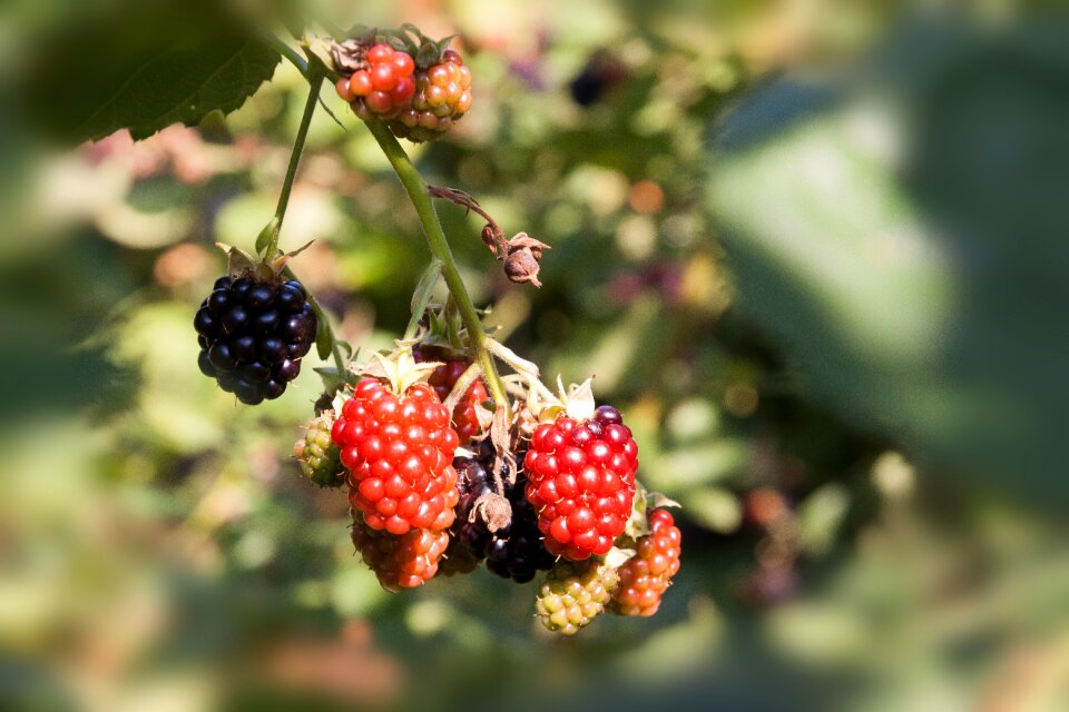 Red black nature
