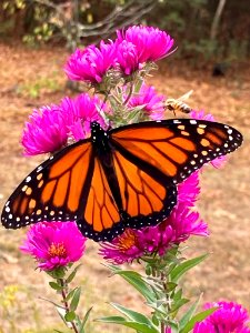 Monarch Butterfly with Bumblebee photo