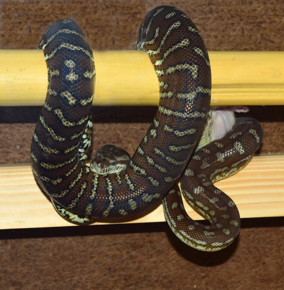 Constrictor reptile animal