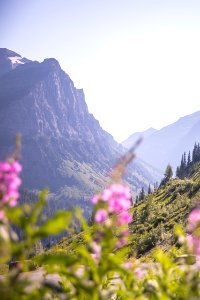 Fireweed blooms bright along Going-to-the-Sun Road.