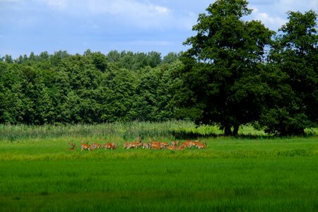Nature animal world animal