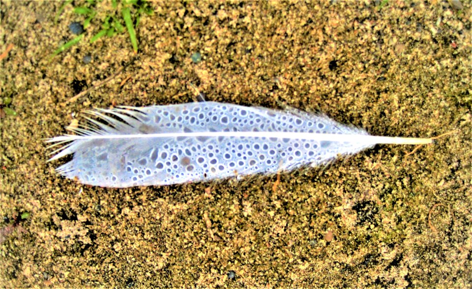 Feather of Truth (Ma'at)