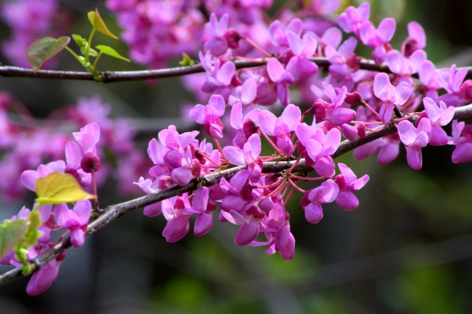 Redbud tree blossoms, West Central Arkansas, April 10, 2013