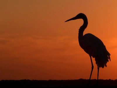 Egret at Sunset