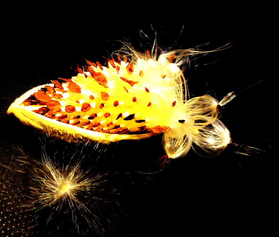 milkweed seed pod