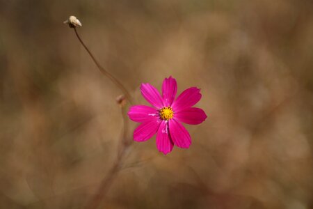 Cosmos field landscape nature